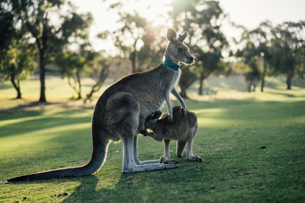 Australian International Travel
