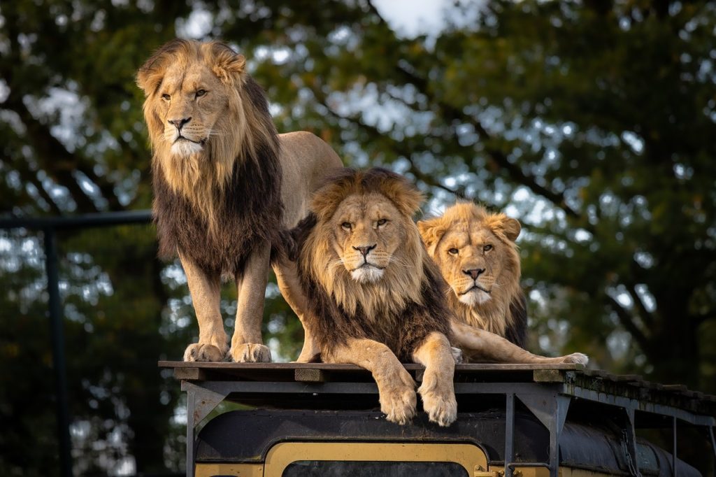 Affordable African Safari Tour Packages
